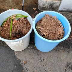 引き取りのみ　無料　植木鉢およそ25個　お願い有りの画像