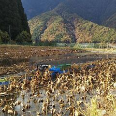 きそれんこんの画像