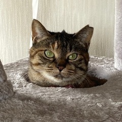 成猫(耳カットあり)