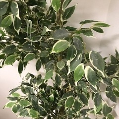 フェイクグリーン【イケア 購入】の画像