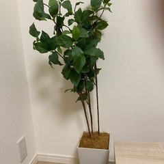 人工観葉植物　0円で譲ります
