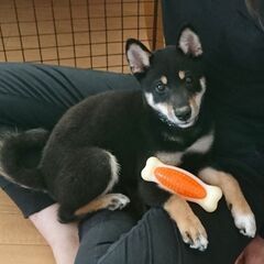 黒柴犬5か月 女の子です。