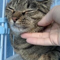 人が大好き♥甘えたさん！キジトラのメルちゃんの里親様を募集中