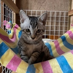 里親さんが決まりました🐈