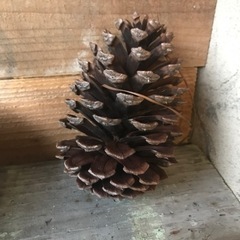 大きなまつぼっくり〔今の所終了です〕の画像