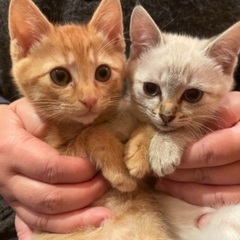 現在交渉中🐱生後2ヶ月の子猫の兄妹