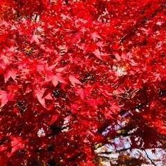 11月28日✨  京都観光しませんか？ - 友達