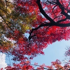 11月28日✨  京都観光しませんか？ − 京都府