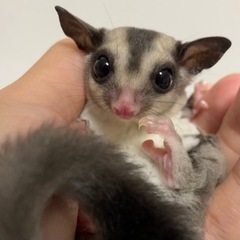 フクロモモンガ(クラシック♀)