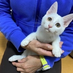 白猫　男の子　生後約4ヶ月