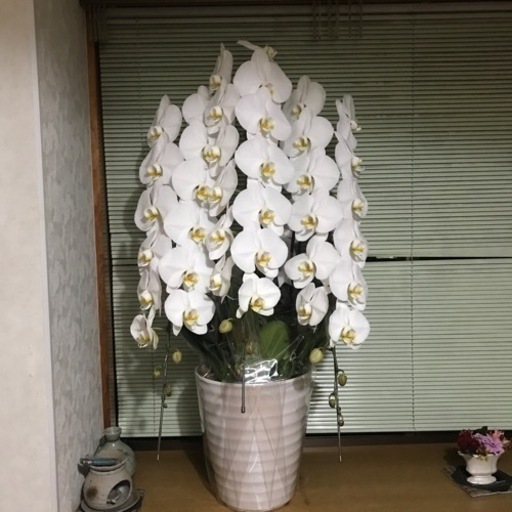胡蝶蘭　受け取り決まりました