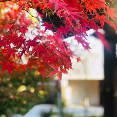 紅葉の綺麗なお寺で落語会を楽しみませんか？🍁12/5(日)気軽に...
