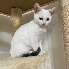 ☆里親様候補者の方が決まりました☆仔猫里親募集甘えん坊の3ヶ月オス