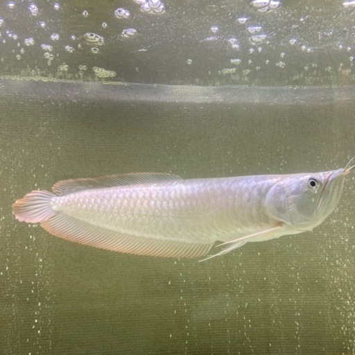 シルバーアロワナ