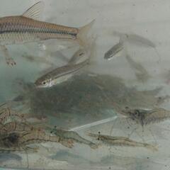 モエビ   無料 ③の画像