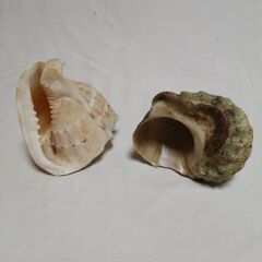 海の贈り物　貝殻の画像