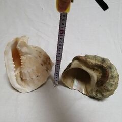 海の贈り物　貝殻の画像