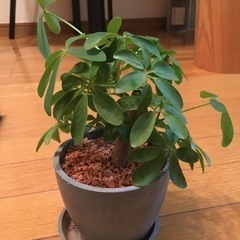 【引越しに伴い大量出品】観葉植物カポックの画像