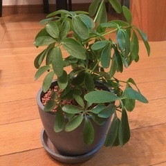 【引越しに伴い大量出品】観葉植物カポックの画像