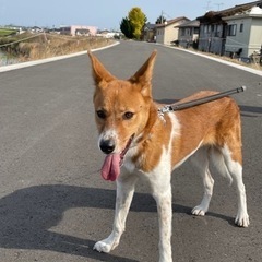 里親さん大募集！！