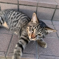 生後５ヵ月の虎🐯ネコをお優しい方に里親になってもらえませんか…