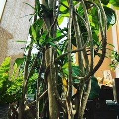 売約済　ソングオブジャマイカ　ドラセナ　観葉植物　希少の画像