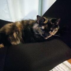 成猫、里親様探してます。