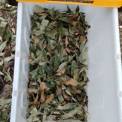 木の葉入りウッドチップを無料で差し上げます。