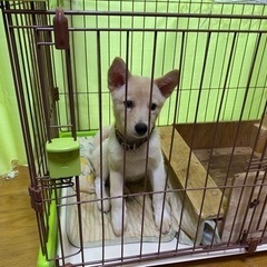 優しい飼い主さん募集中🐕