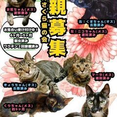 魅惑のサビ、お花！