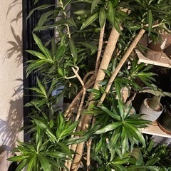 売約済　ソングオブジャマイカ　ドラセナ　観葉植物　希少の画像