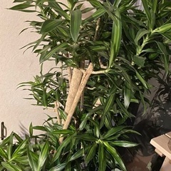 売約済　ソングオブジャマイカ　ドラセナ　観葉植物　希少の画像
