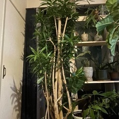 売約済　ソングオブジャマイカ　ドラセナ　観葉植物　希少の画像