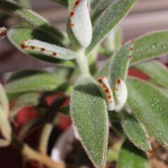 多肉植物１