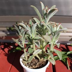 多肉植物２
