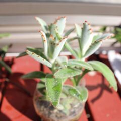 多肉植物３
