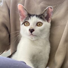 オス猫 5ヶ月くらい とても人懐こく、カギしっぽがかわいい美形の...