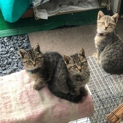 かわいい子猫たちです！