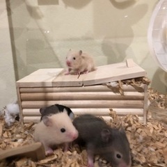 ゴールデンハムスターの赤ちゃん　11月1日生まれ