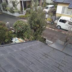 ローリエ(月桂樹)の画像