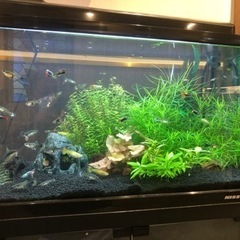 金魚、熱帯魚の便利屋さん　水槽のお掃除リセット片付け　お任せください　アクアペットジョイ - ペット