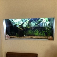 金魚、熱帯魚の便利屋さん　水槽のお掃除リセット片付け　お任せください　アクアペットジョイ - 杉並区