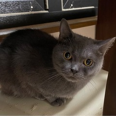 交渉中。おっとり優しいブリティッシュ