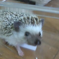 ハリネズミ達を貰ってください