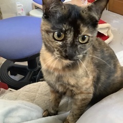 育児放棄されひとりぼっちのサビちゃん。人懐っこくムダ鳴きゼロ。大...