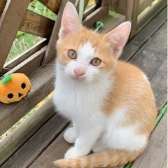 全員里親さん決まりました！ - 猫