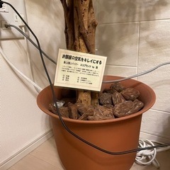 フェイクグリーン　観葉植物　0円の画像