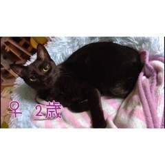 保護猫の里親になっていただける方を探しています