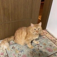 トライアル中にてお問い合わせお待ちください/夜の車道に伏せていたところを保護した猫さんです - 富山市