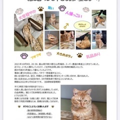トライアル中にてお問い合わせお待ちください/夜の車道に伏せていたところを保護した猫さんです - 里親募集